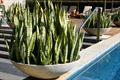 snake plant